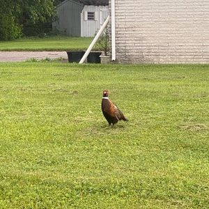 Meet your Posher, Alison